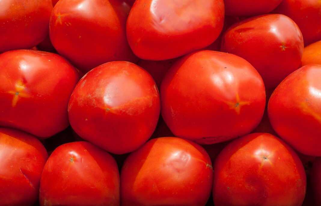 Paradoja del Tomate: Una Cosecha Récord Se Convierte en Desastre para los Agricultores de Khachmaz