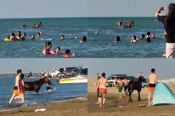 Caballos en el mar junto a los bañistas en Pirshagi generan preocupación