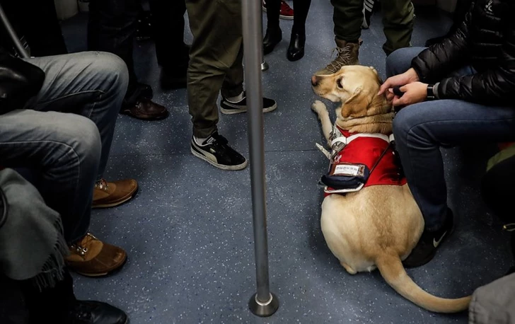 ¿Cómo Transportar Mascotas Correctamente en el Metro de Bakú? Lo que Deben Saber los Propietarios