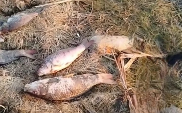 Muerte masiva de peces en coto de caza de Bilasuvar: declaración oficial