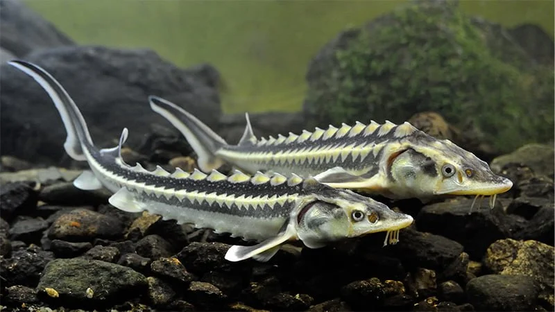 De 2 manats a 35: el enigma del precio del esturión en Azerbaiyán