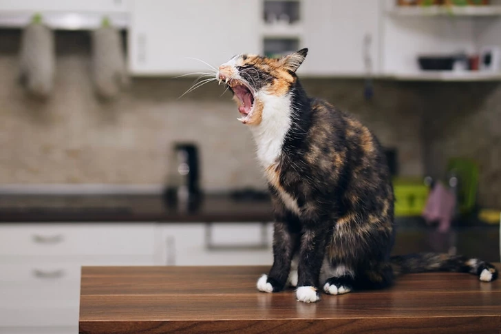 Un Parásito Común en Gatos Domésticos Modifica Nuestro Cerebro, Revelan Científicos