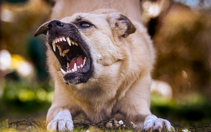 Manada de Perros Callejeros Intimida a Visitantes en el “Parque de los Enamorados” de Bakú
