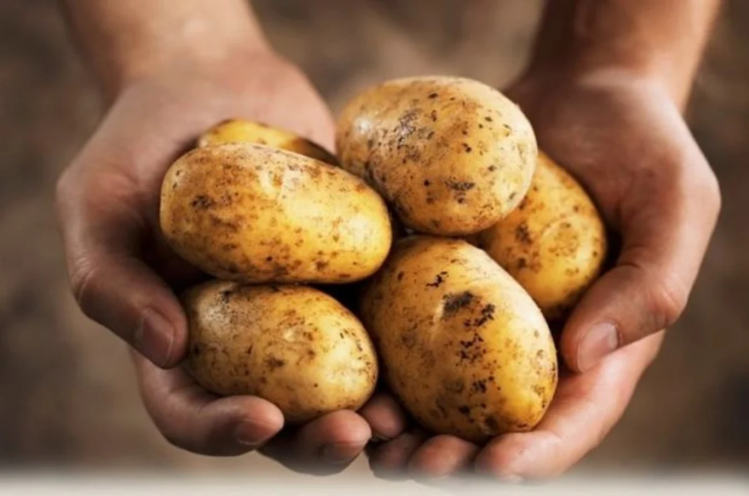 Las exportaciones de patata de Azerbaiyán crecen un 43%, pero el mercado interno sufre presión