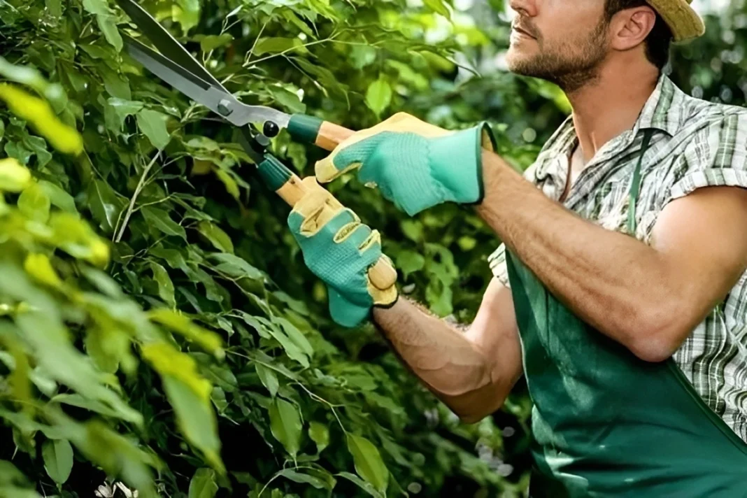 Un hombre en Bakú descubre que figura como “jardinero” sin saberlo