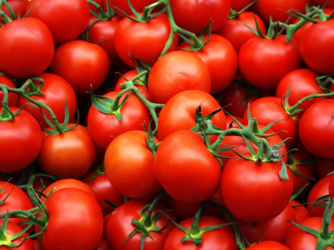 Toneladas de Tomates se Pudren en Masally: Los Agricultores Pierden Dinero