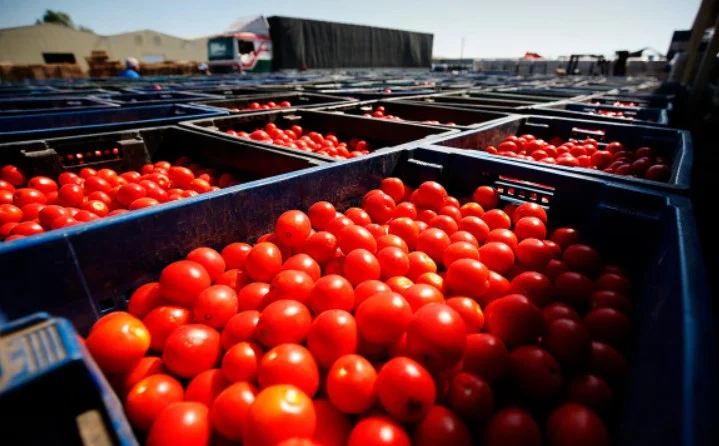 La abundancia de tomates se convierte en ruina: agricultores de Khachmaz obligados a tirar toneladas de cosecha