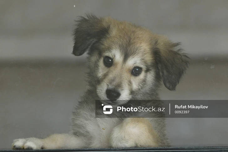 De multas a arrestos: cómo Azerbaiyán castiga el maltrato animal