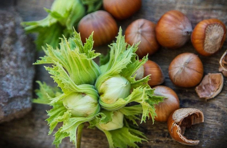 Aumentan los ingresos de Azerbaiyán por la exportación de avellanas silvestres