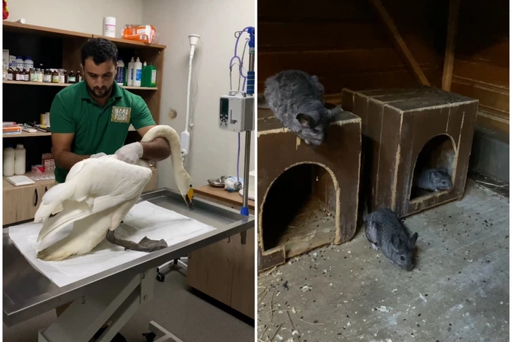 En un restaurante de Jachmaz se encontraron animales del Libro Rojo mantenidos ilegalmente