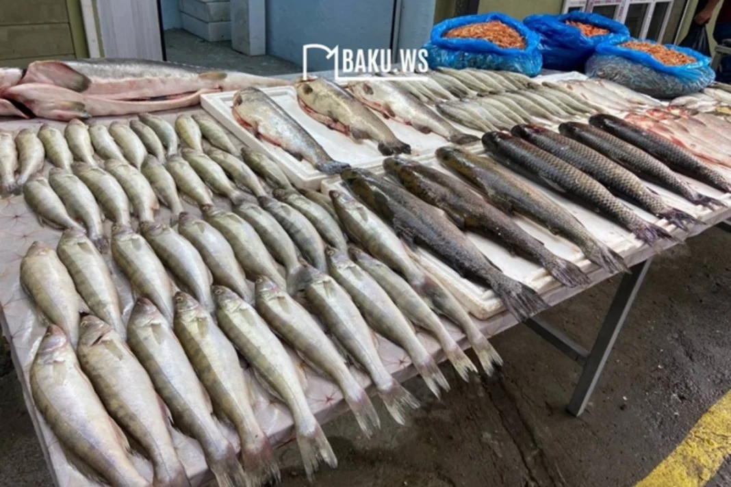 Desaparición del Kutum: El Pez Querido de Azerbaiyán en Crisis