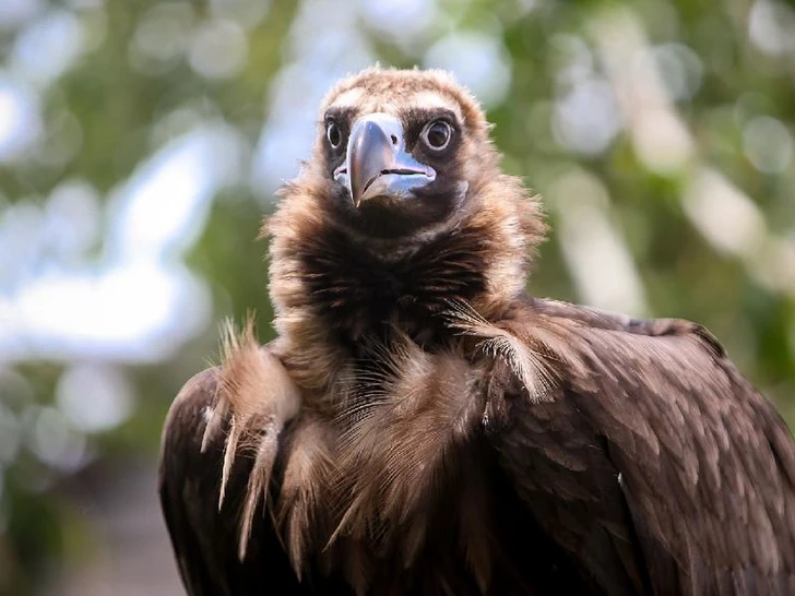 IDEA libera a un buitre negro incluido en el “Libro Rojo”