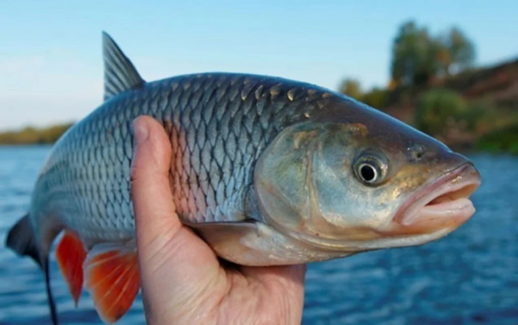 Paradoja del Caspio: Los Precios de los Mariscos se Disparan Mientras Azerbaiyán Depende de las Importaciones
