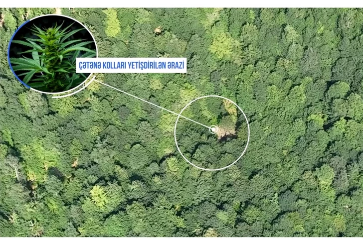 La policía descubre una gran plantación de drogas en el distrito de Balakén