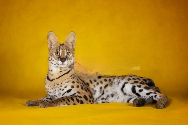 Un gato con un precio comparable al de un coche en Bakú