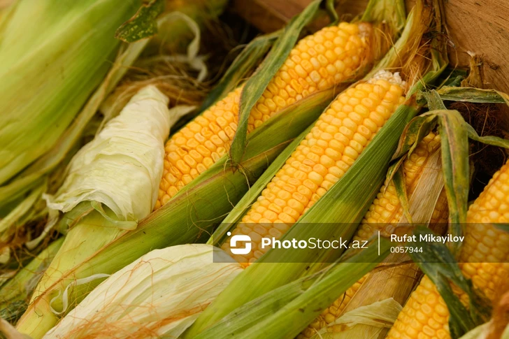 Revuelta del maíz: Agricultores del noroeste de Azerbaiyán se niegan a cosechar por los bajos precios