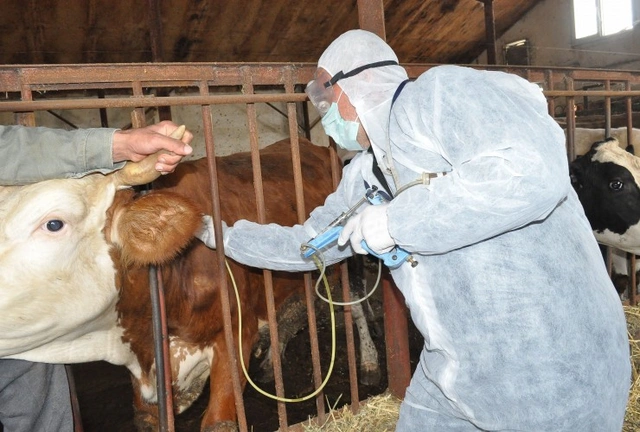 La enfermedad aftosa se propaga en las regiones de Azerbaiyán