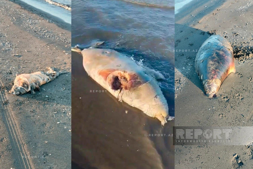 Hallan cadáveres de focas en la costa del Caspio, en la región de Jachmaz