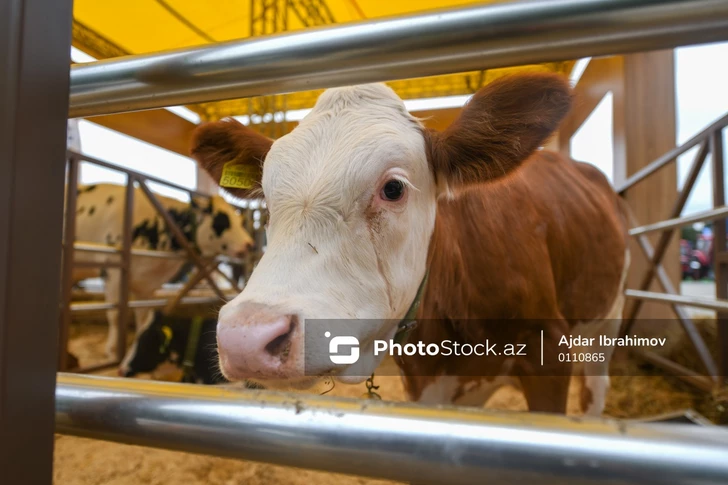 Azerbaiyán impone restricciones a la importación de carne debido a brotes de enfermedades animales en Europa